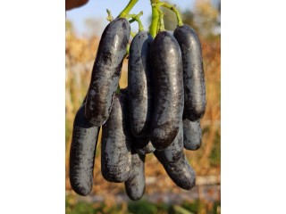 Саженцы винограда Аватар Хелоуин Ламборджини