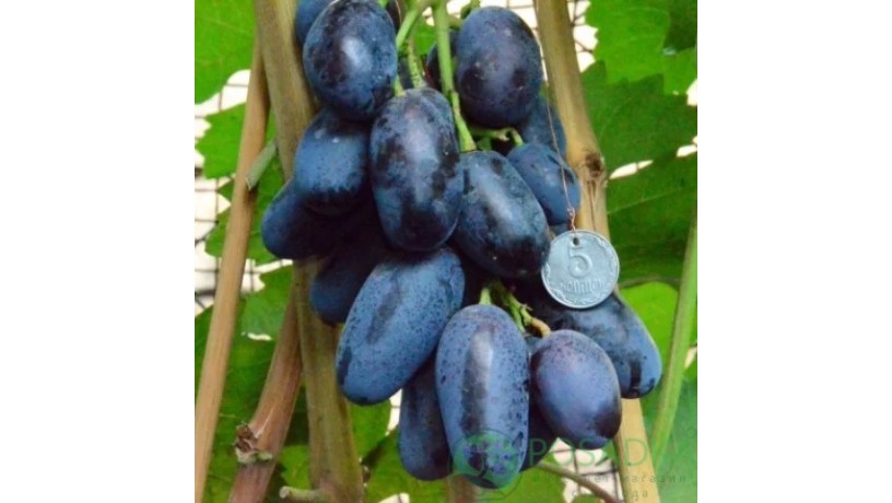 sazency-vinograda-avatar-xelouin-lambordzini-big-4