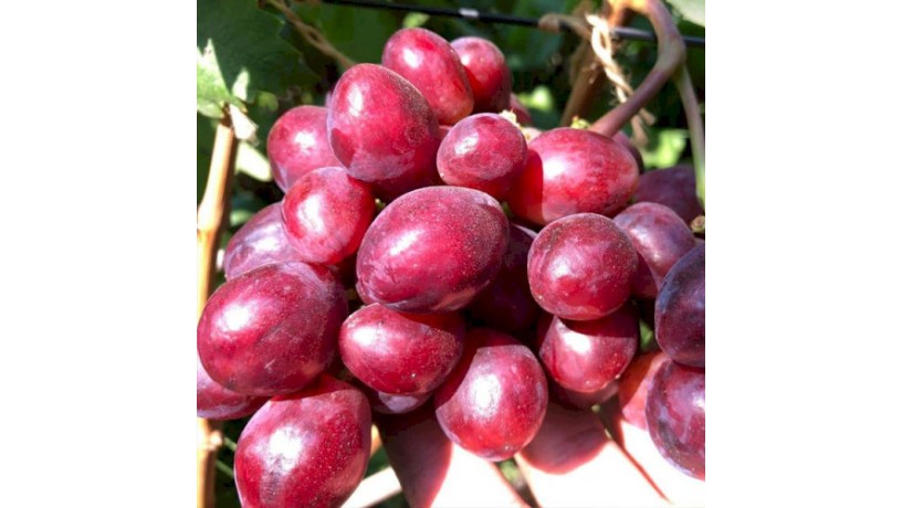 sazency-vinograda-avatar-xelouin-lambordzini-big-3